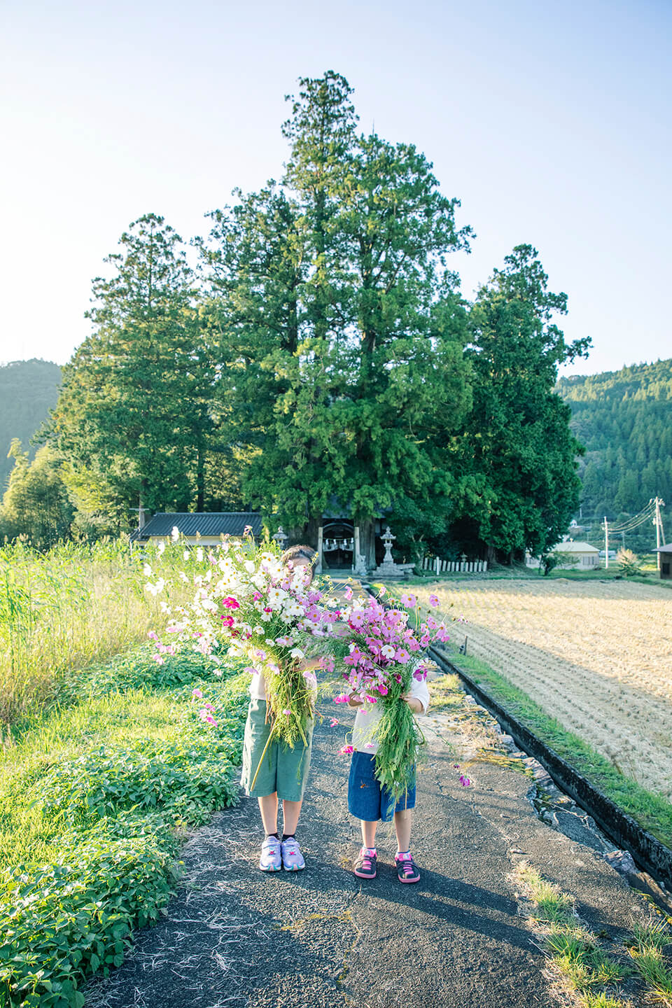 コスモスの束を持つ土佐町の二人の子ども